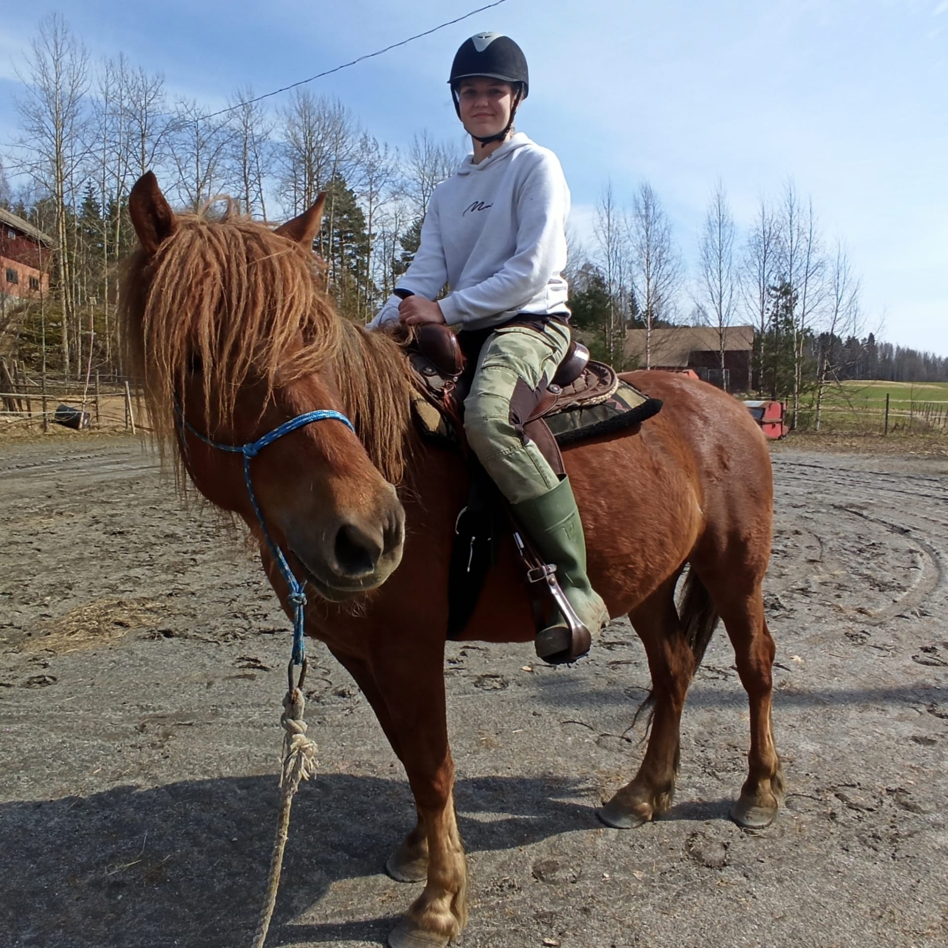 Finnhhorse in leadrope, western saddle and rider