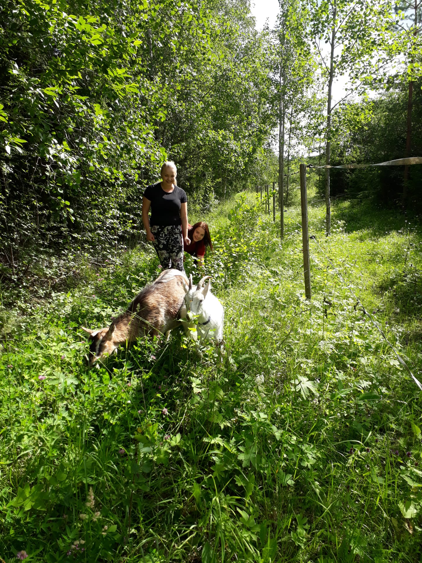 A white and a grey goat in a meadow, two women walking behind them