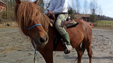 Finnhhorse in leadrope, western saddle and rider