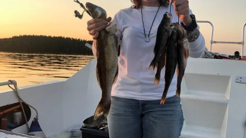 Perches and zander catched from lake Saimaa