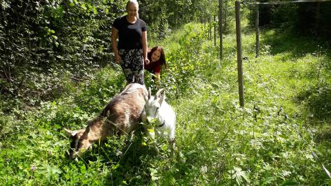 A white and a grey goat in a meadow, two women walking behind them