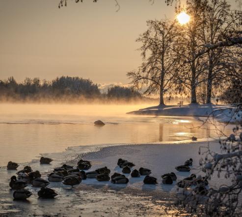 Talvinen vesistömaisema, jossa kiviä lähikuvassa